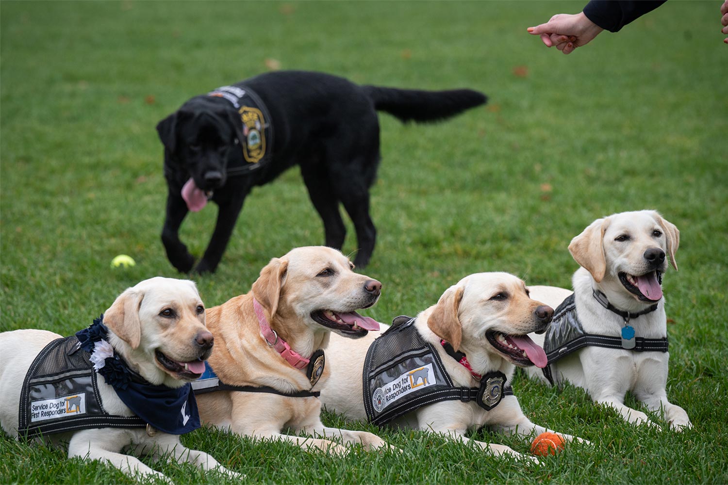Comfort Dogs and Community Policing are Working!