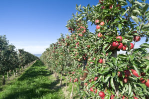Many apple trees with ripe fruits on an apple tree plantation